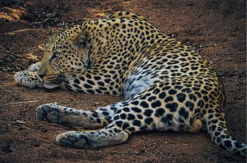 Leopard in der Sonne von Namibia, Afrika von Patrick Groß