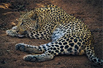 Leopard in the sun of Namibia, Africa by Patrick Groß