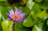 Blauwe Lotus