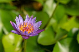 Blue Lotus
