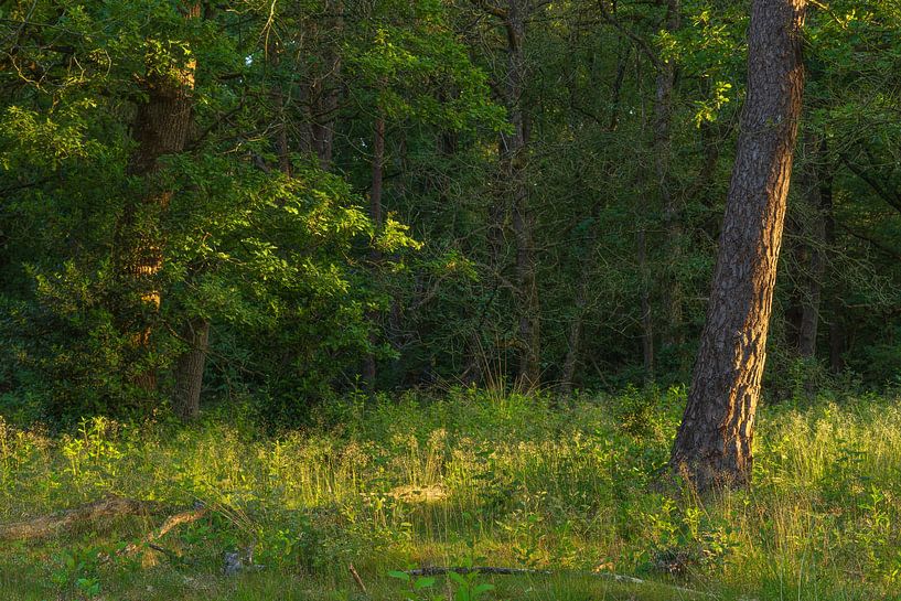 Sunrise Dwingelderveld - Drenthe (Netherlands) by Marcel Kerdijk