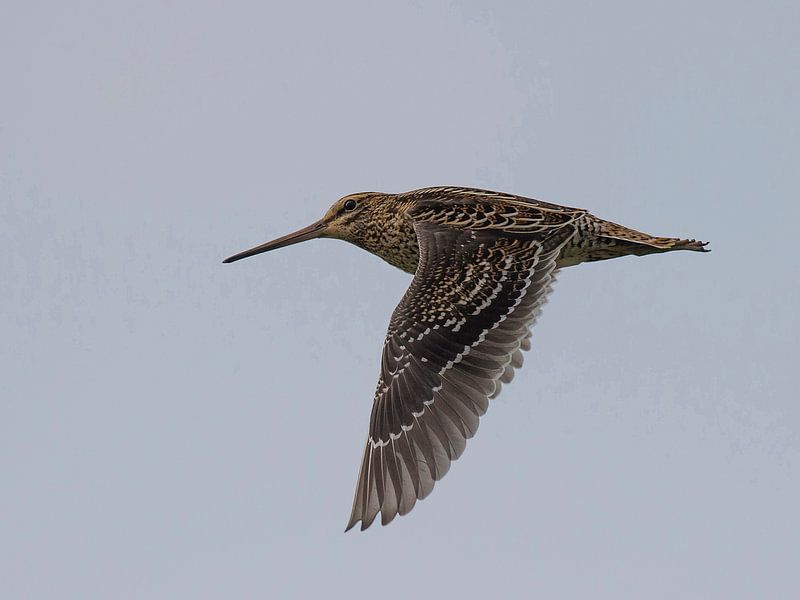 Puddle snipe flying by by Benny Cottele