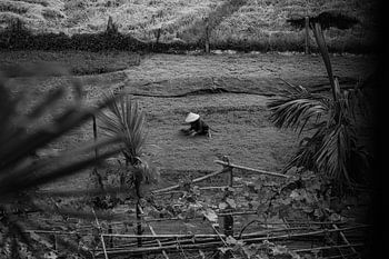 Femme vietnamienne au travail dans les plaines