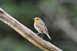 Robins von Daan Obdeijn