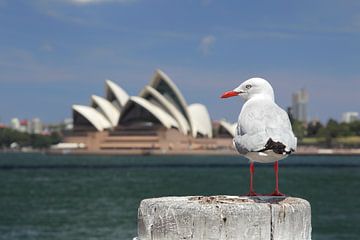 Silver Gull in Sydney by Dirk Rüter