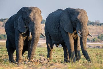Olifanten in Chobe NP sur Henri Kok