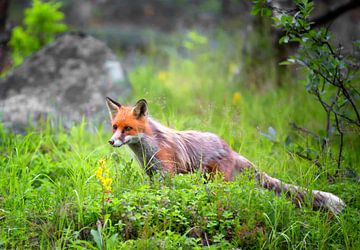 Red Fox by Dieter Meyrl