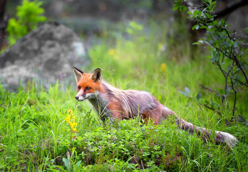 Renard roux par Dieter Meyrl