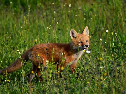 Un jeune renard dans un champ au printemps