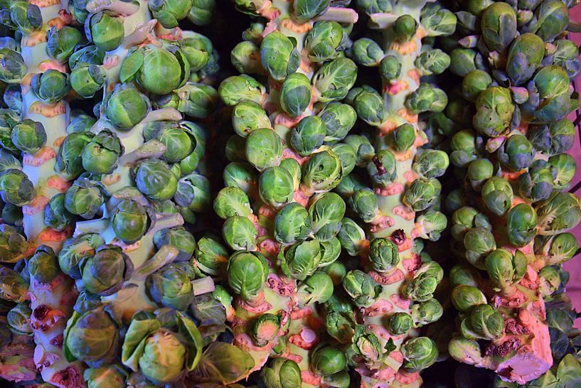 Spruitjes van Edgar Schermaul