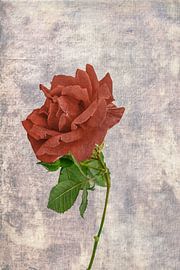 Red rose by Patricia Hofmeester