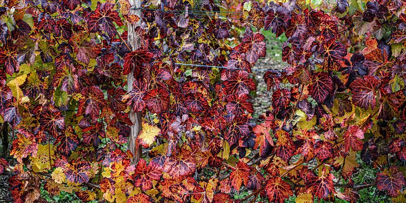 fleur par Stefan Havadi-Nagy