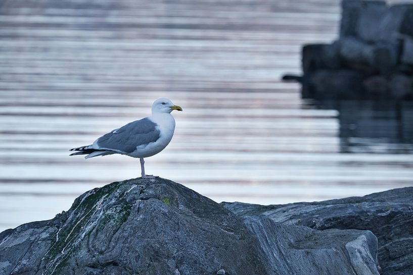 Seagull on a stone at the fjord in Norway by Martin Köbsch