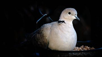 Licht uit, spot aan!