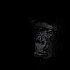 Close-up portret gorilla tegen zwarte achtergrond van Exclusive Photos by Erwin Floor
