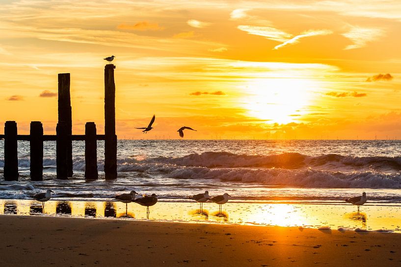Seagulls on the breakwater with sunset by Danny Bastiaanse