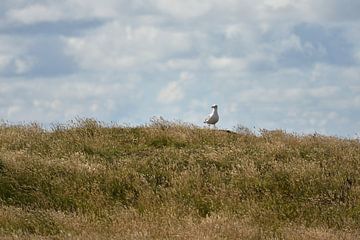 Seagull on an overgrown dike by Philipp Klassen