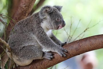 Koala (Phascolarctos cinereus) sur Dirk Rüter