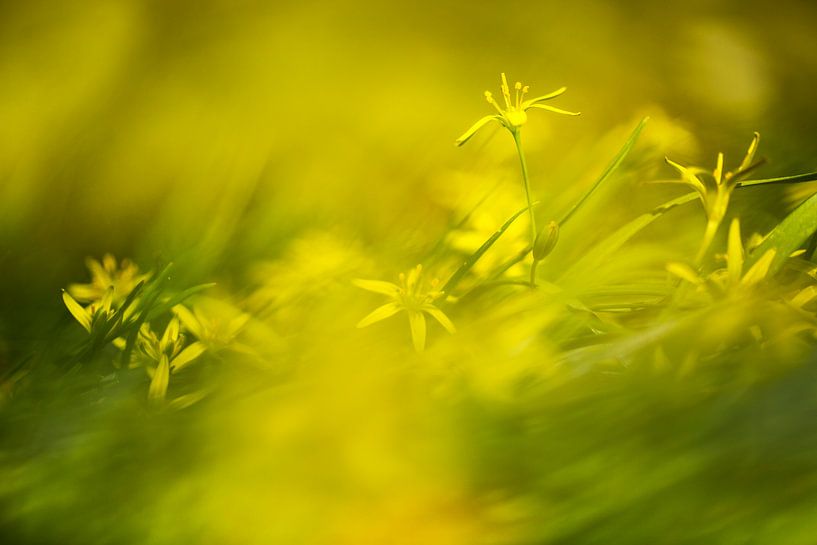 Yellow star-of-Bethlehem (Gagea pratensis) par AGAMI Photo Agency