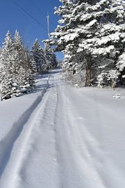 Een sneeuwscooterpad in een besneeuwd bos van Claude Laprise