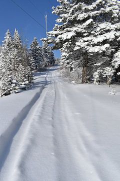A snowmobile trail in a snowy forest by Claude Laprise