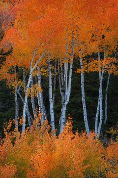 Aspens on fire by Martin Podt