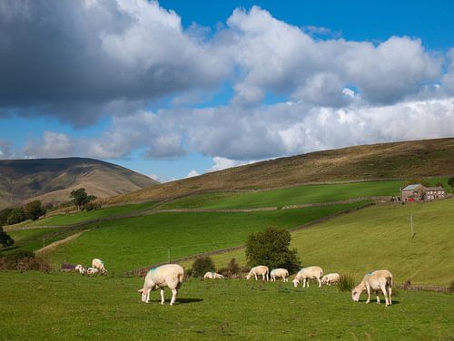 Schaap in Engelse heuvels