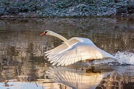 Zwaan die wegvliegt von Marjolijn Barten