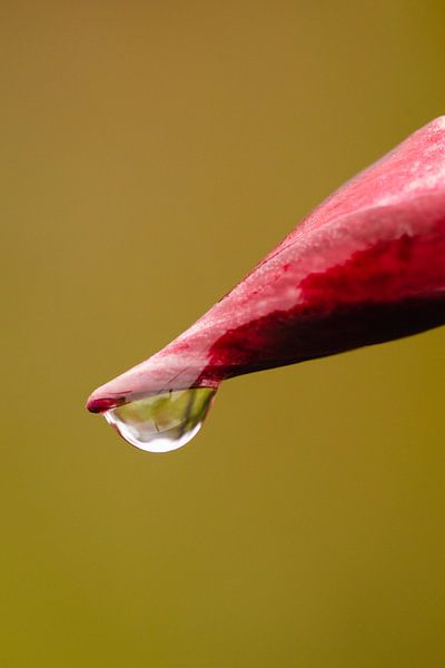 Wassertropfen auf Blume von Jantina Mulder