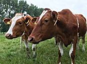 Koeien in de wei van Carel van der Lippe thumbnail