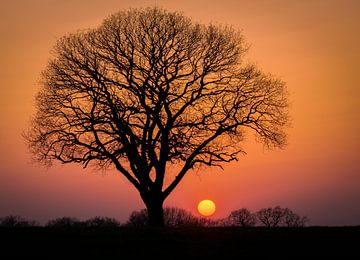 arbre dans le soleil du soir sur Hans Brasz