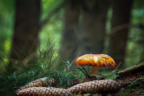 On the way in the forest