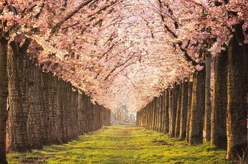 Cherry Blossom Almere. by Richard Nell