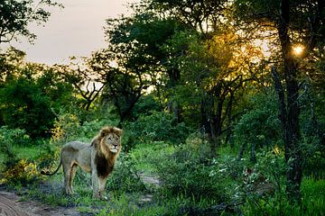 Lion at Leadwood Big Game Estate, Hoedspruit by Paula Romein