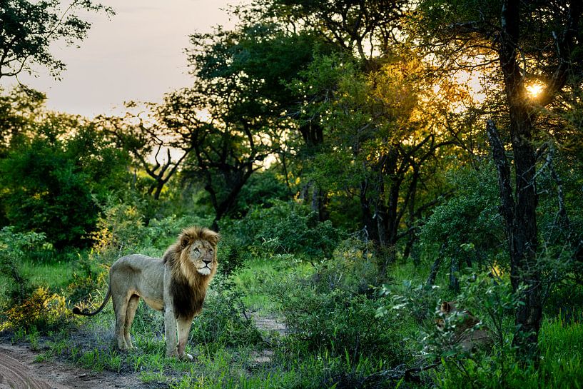 Lion à Leadwood Big Game Estate, Hoedspruit par Paula Romein