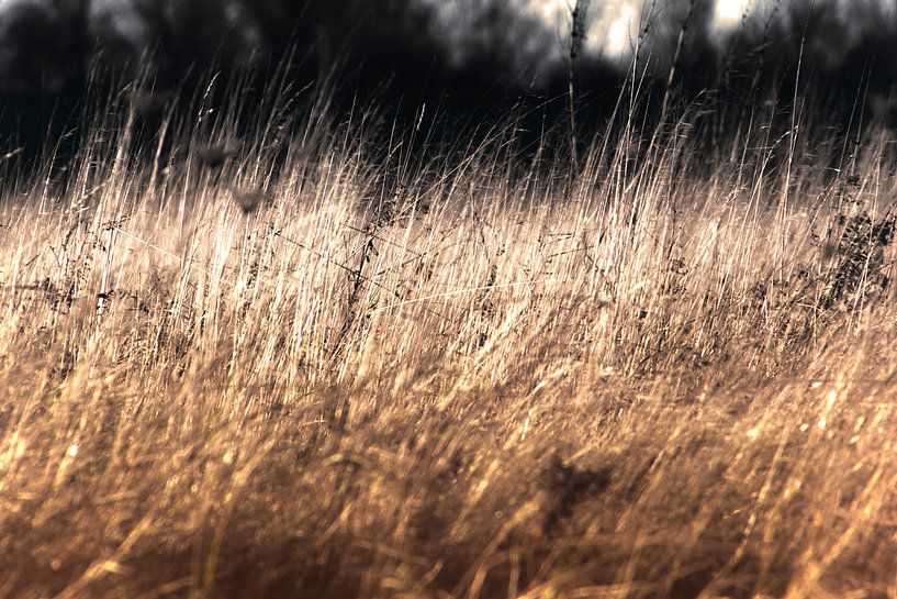 Grassen van goud von Studio Mirabelle