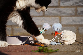 Fubby spielt mit ihrem Freund, der Katze.