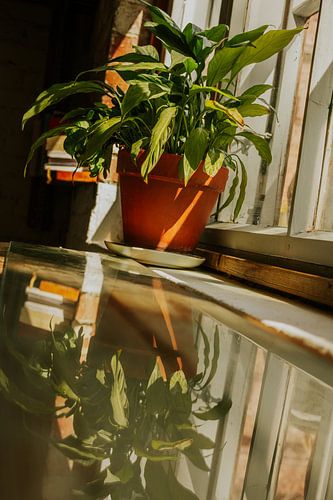 Houseplant & Reflection – Terracotta Pot by Sunlit Window | Warm Minimal Interior Art