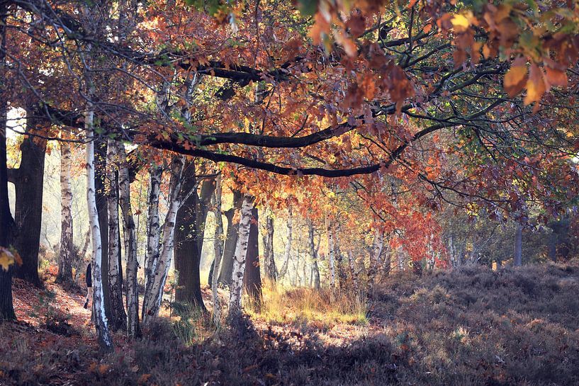 lumière et couleurs.... par Els Fonteine