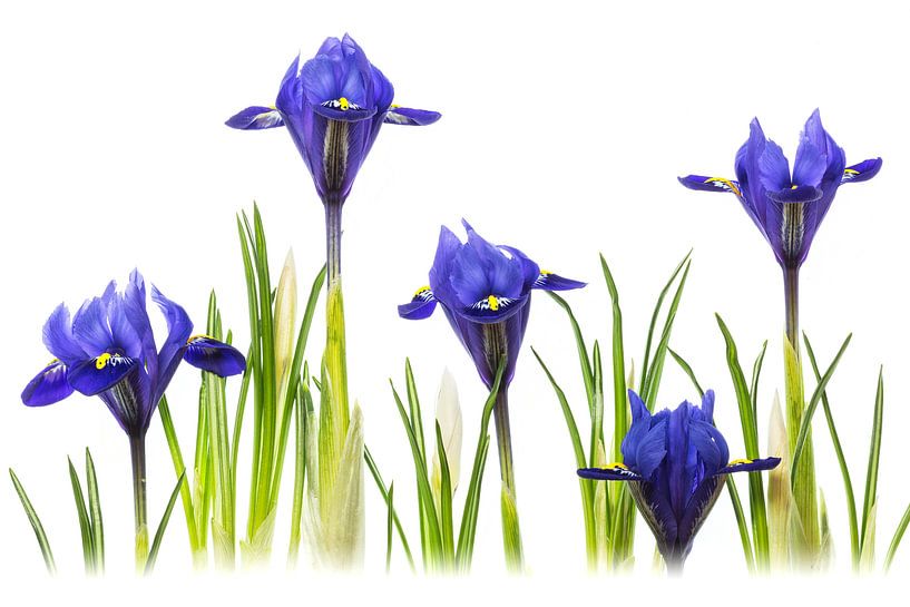 Iris Harmony - (Reticulata 'Harmony') by Carola Schellekens