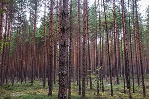 Finlande