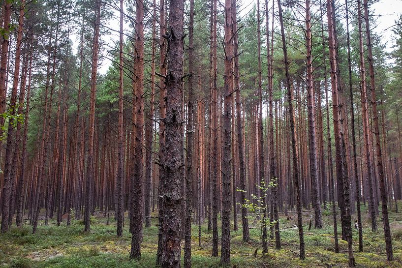 Finland by Eric van Nieuwland