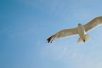 zeemeeuw in de lucht