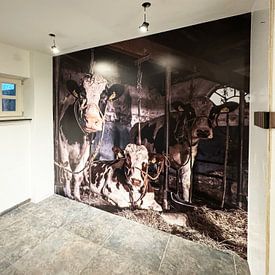 Klantfoto: De koeien van boer Klein van Inge Jansen, als naadloos behang