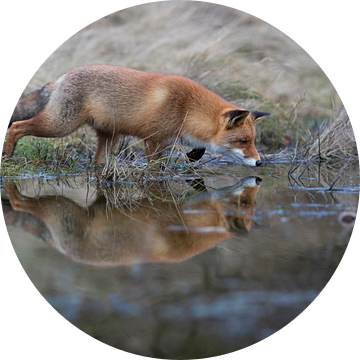 Rode vos ( Vulpes vulpes ) jagend aan de rand van een kleine vijver, weerspiegeling in het water van wunderbare Erde