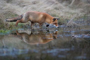 Rotfuchs ( Vulpes vulpes ) auf der Jagd am Rand eines kleinen Tümpels, Spiegelung im Wasser van wunderbare Erde