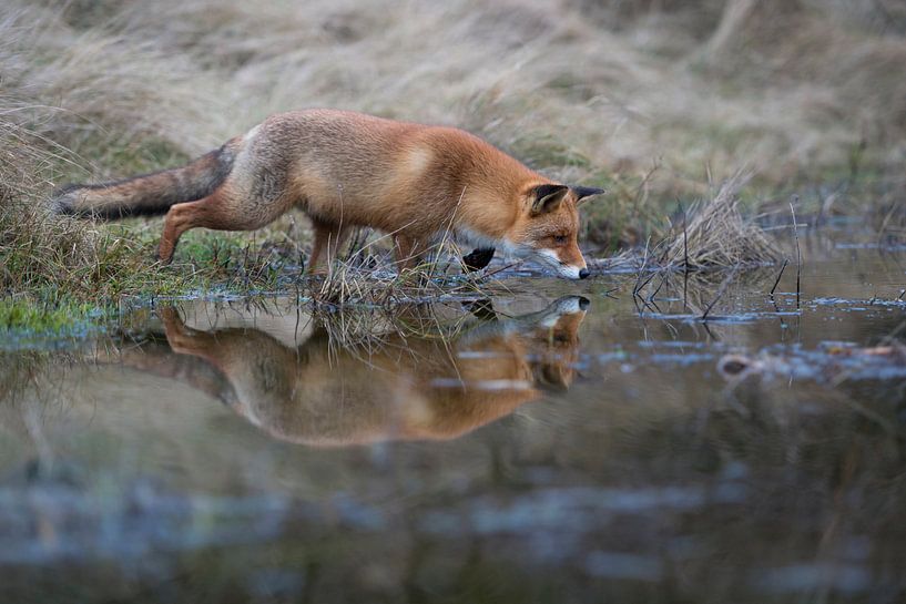 Rode vos ( Vulpes vulpes ) jagend aan de rand van een kleine vijver, weerspiegeling in het water van wunderbare Erde