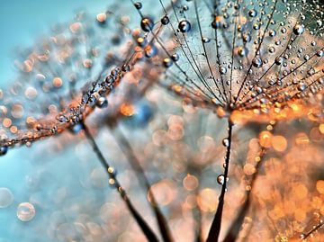 Dandelion Light Reflections