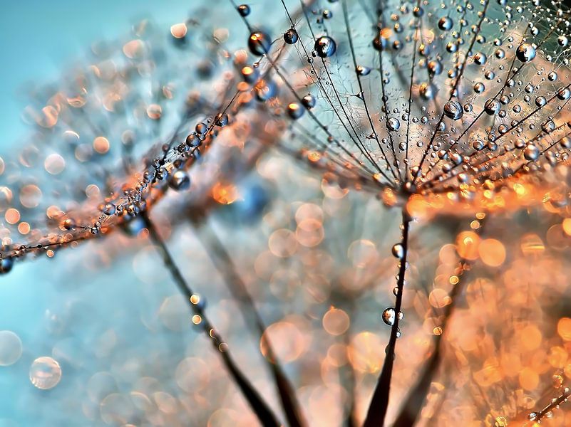 Dandelion Light Reflections by Julia Delgado