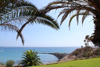 Beach tenerife palm trees
